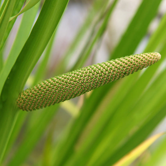 Calamus aka. Sweet Flag (Acorus americanus)