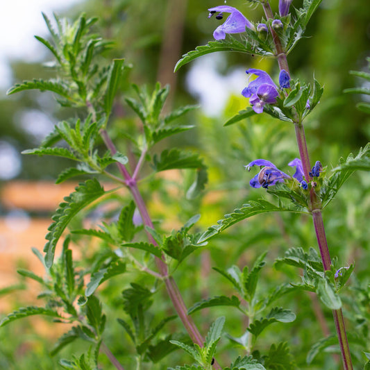 Balm, Moldavian (Dracocephalum moldavicum)