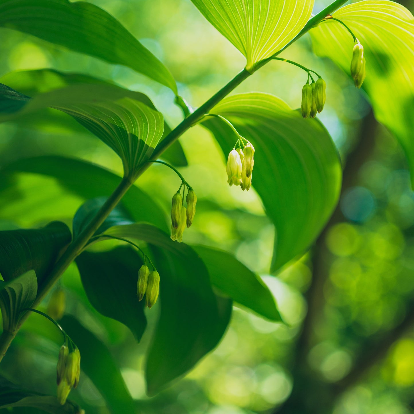 Solomon's Seal (Polygonatum biflorum)