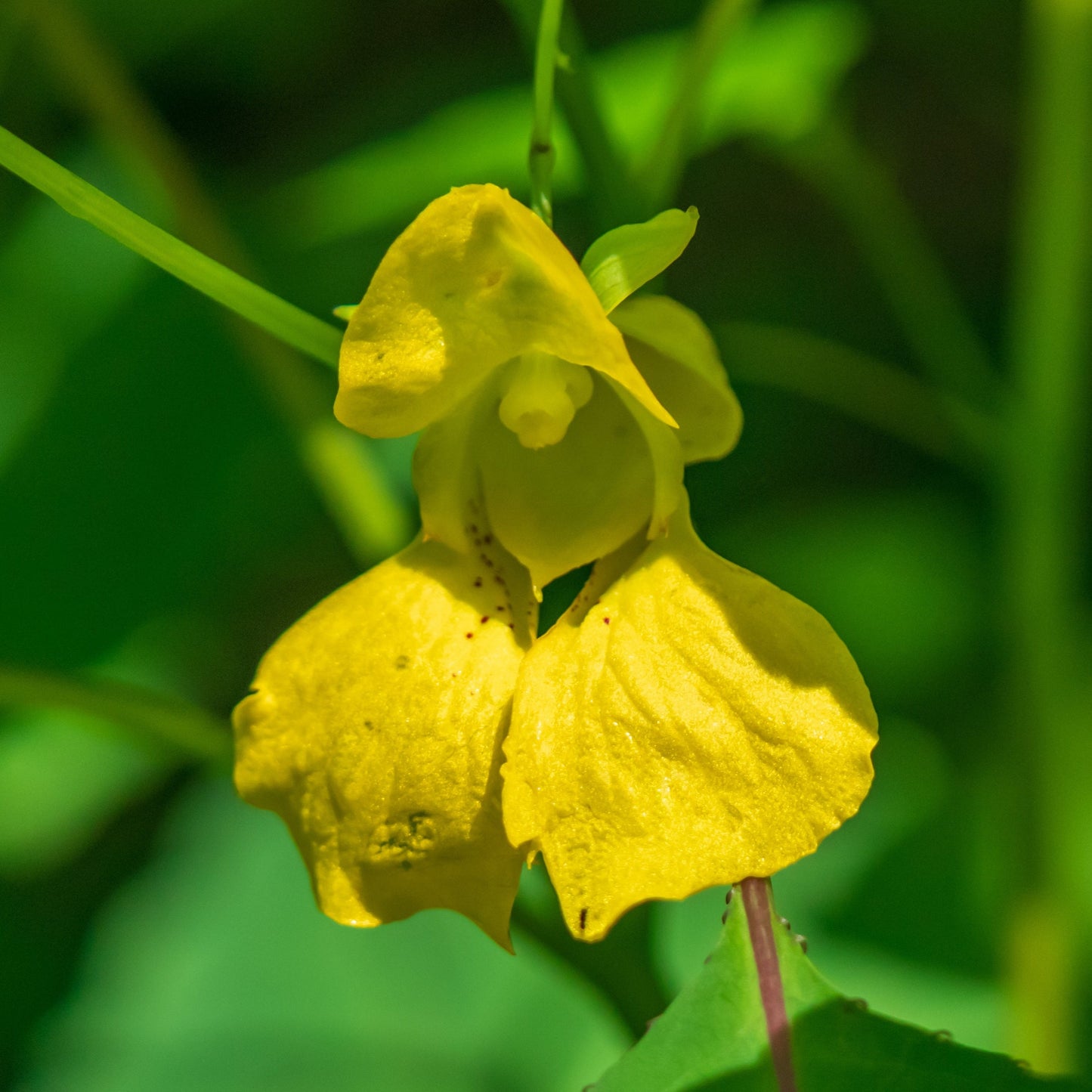 Jewelweed, Yellow (Impatiens pallida)