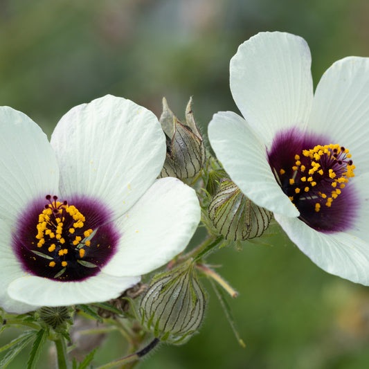 Kenaf aka. Fiber Hibiscus (Hibiscus cannibinus)