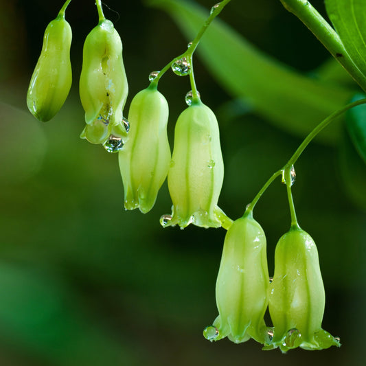 Solomon's Seal (Polygonatum biflorum)