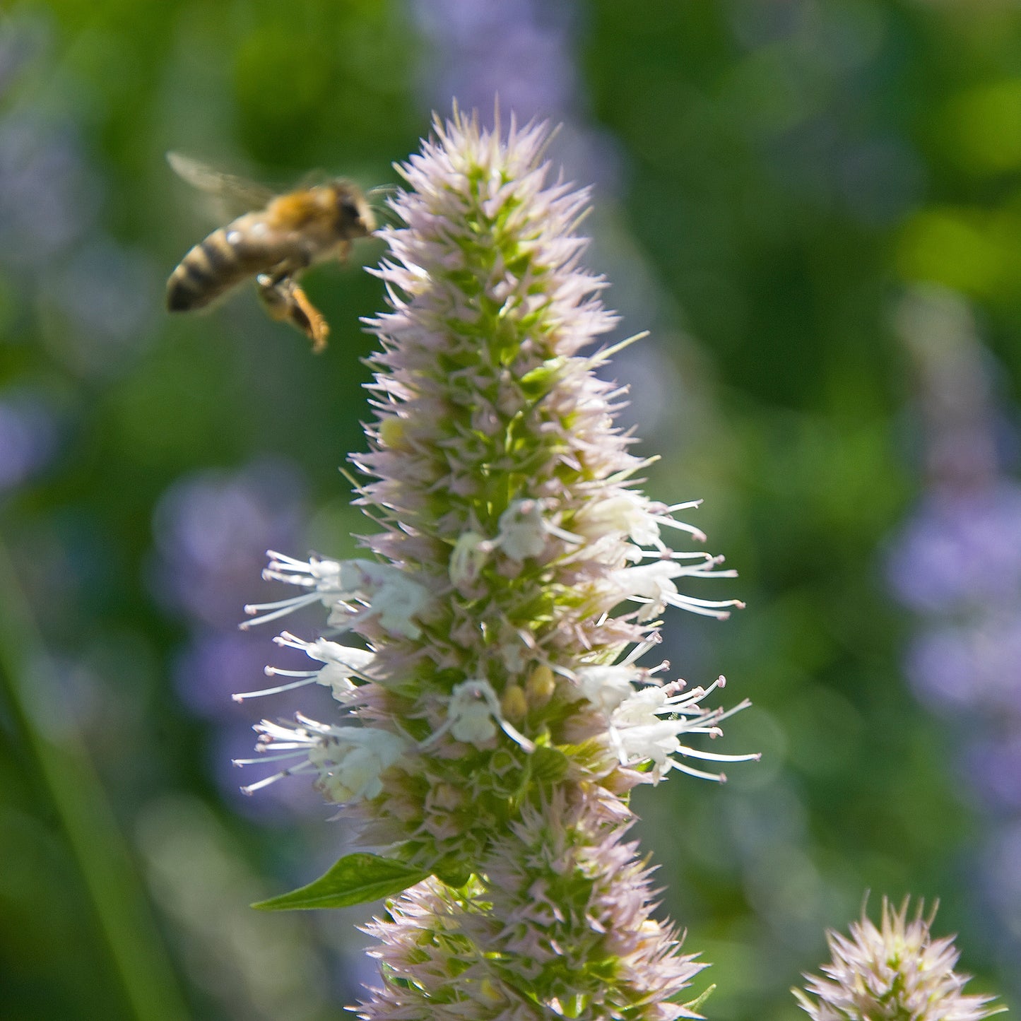 Hyssop, Nettleleaf Giant (Agastache urticifolia)