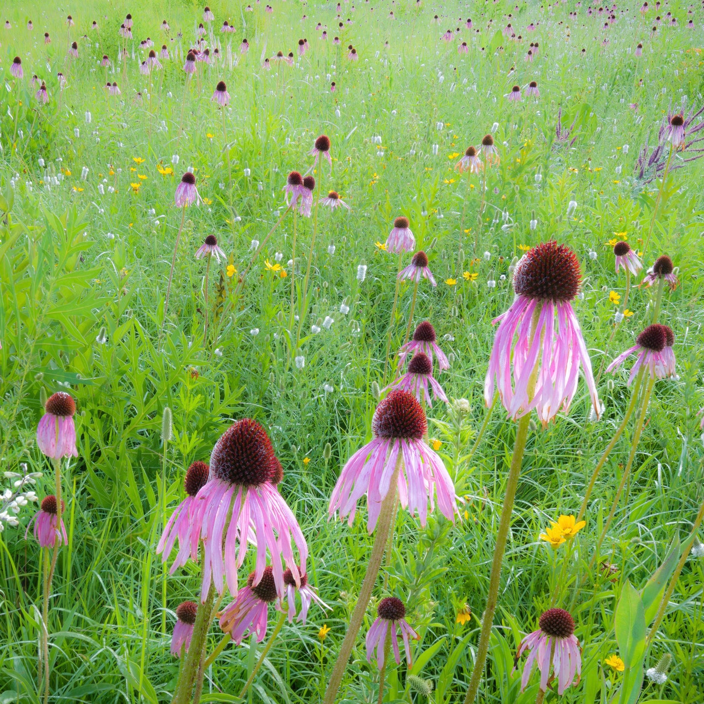 Echinacea pallida (Echinacea pallida)