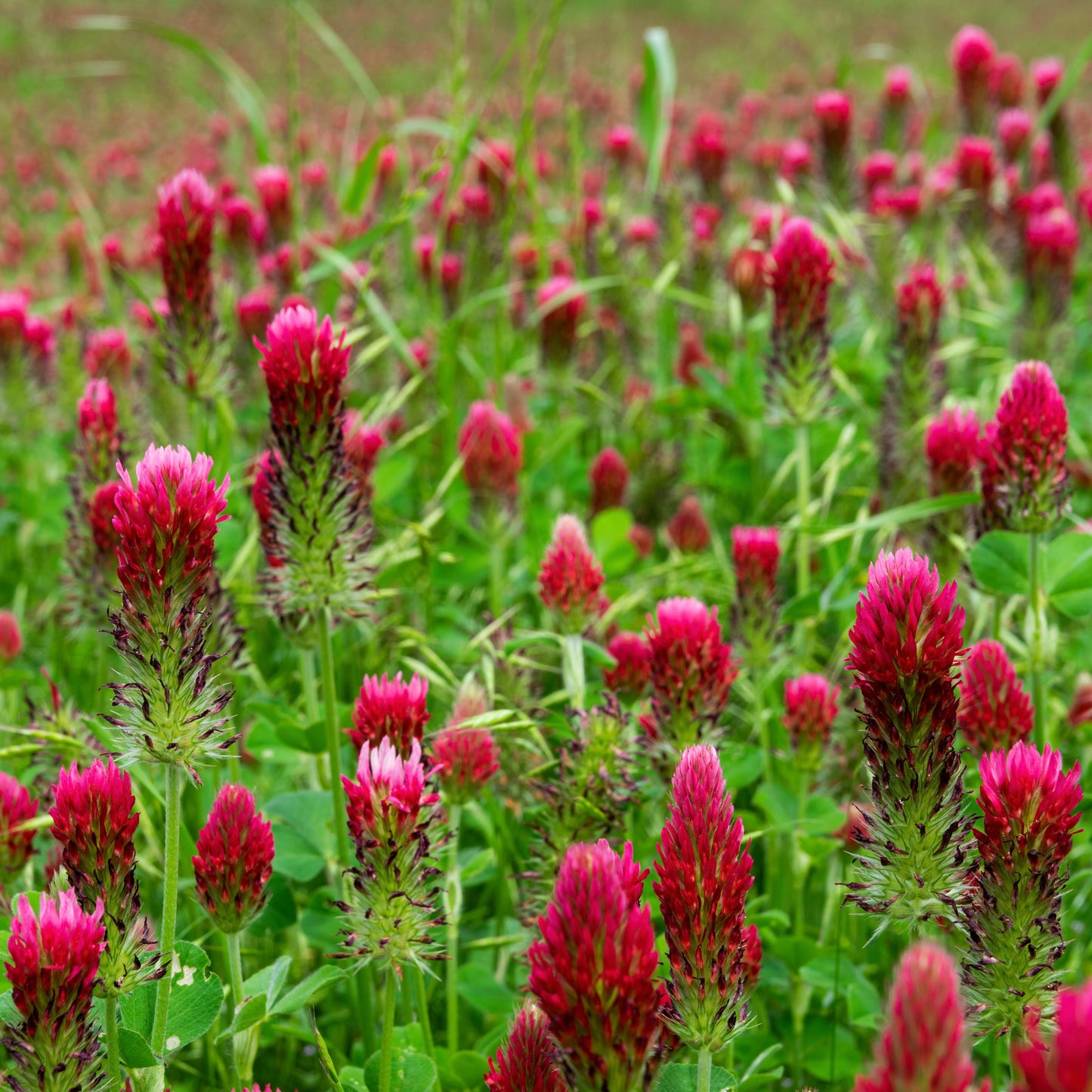 Clover, Crimson (Trifolium incarnatum)