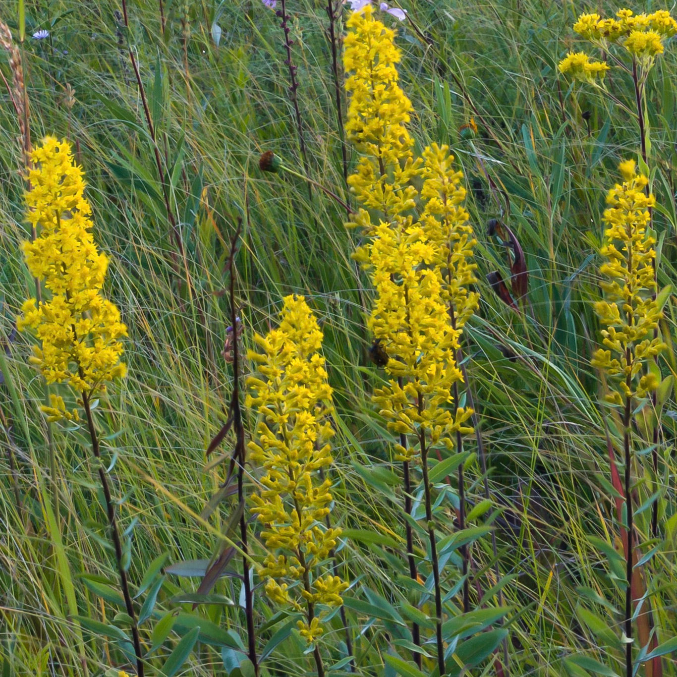 Goldenrod, Showy (Solidago speciosa)