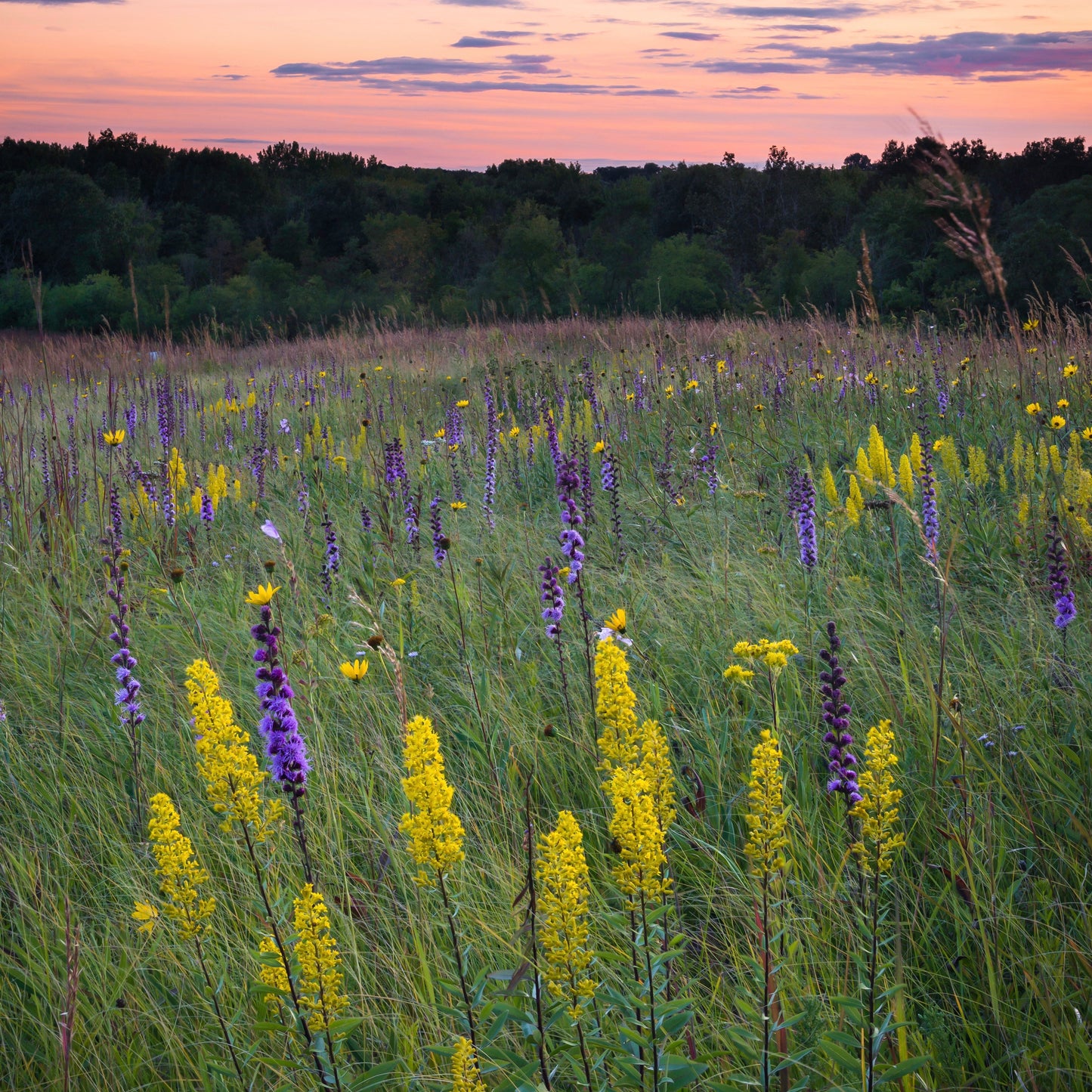 Goldenrod, Showy (Solidago speciosa)