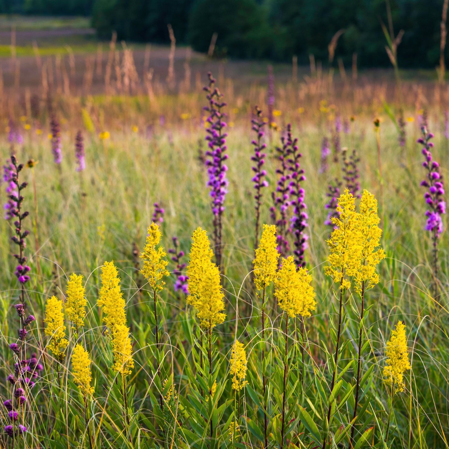 Goldenrod, Showy (Solidago speciosa)