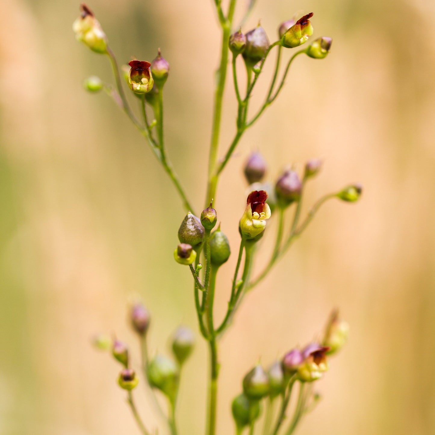 Figwort (Scrophularia nodosa)