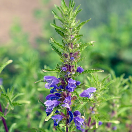 Balm, Moldavian (Dracocephalum moldavicum)