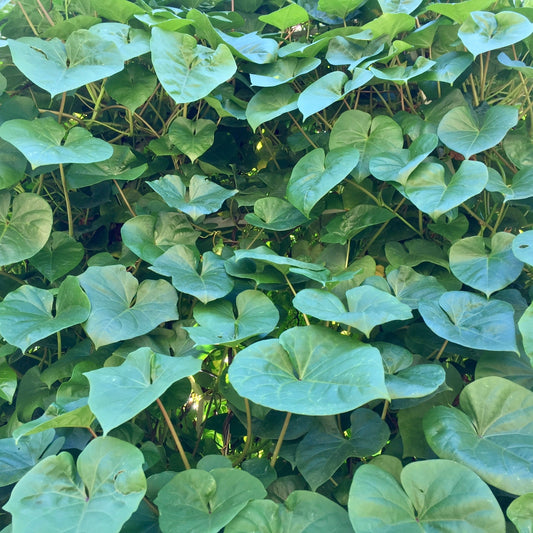 Moonflower, Giant (Ipomoea alba)