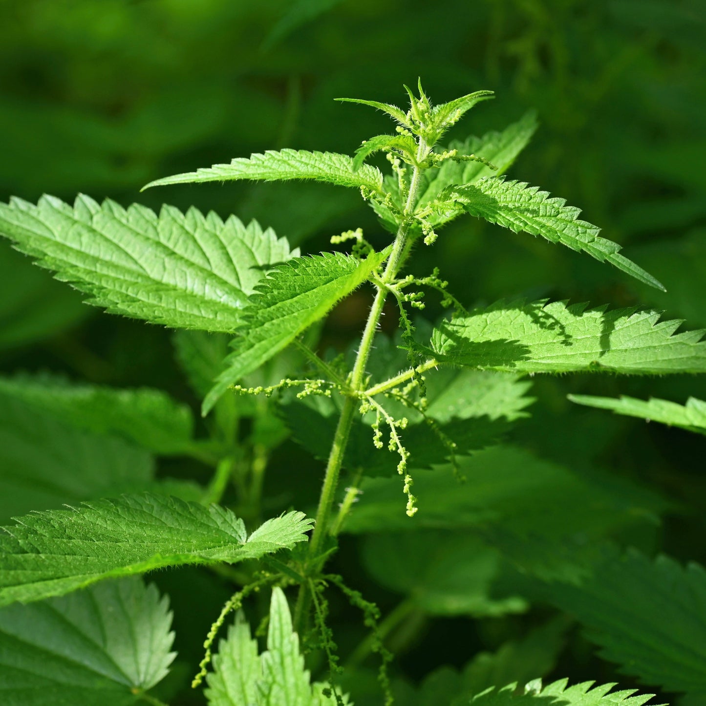 Nettles, Stinging (Urtica dioica)