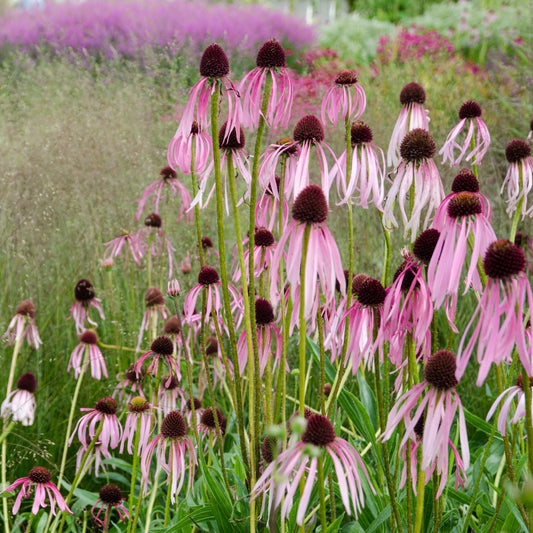 Echinacea pallida (Echinacea pallida)