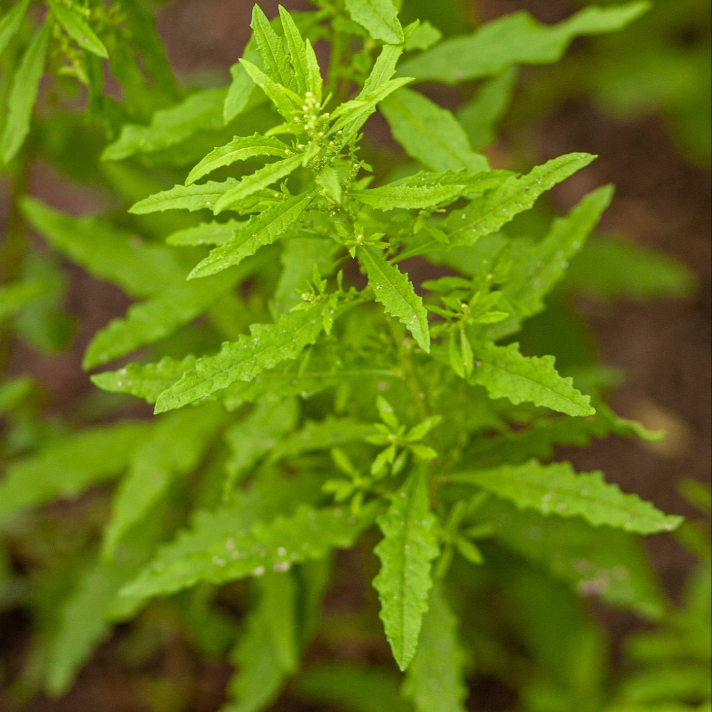 Epazote aka. Mexican Tea (Dysphania ambrosioides)