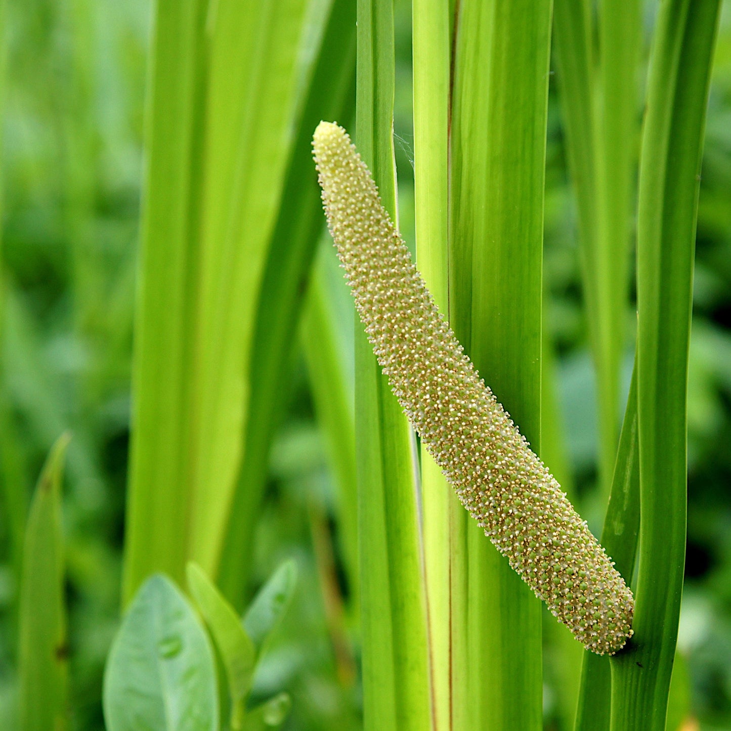 Calamus aka. Sweet Flag (Acorus americanus)