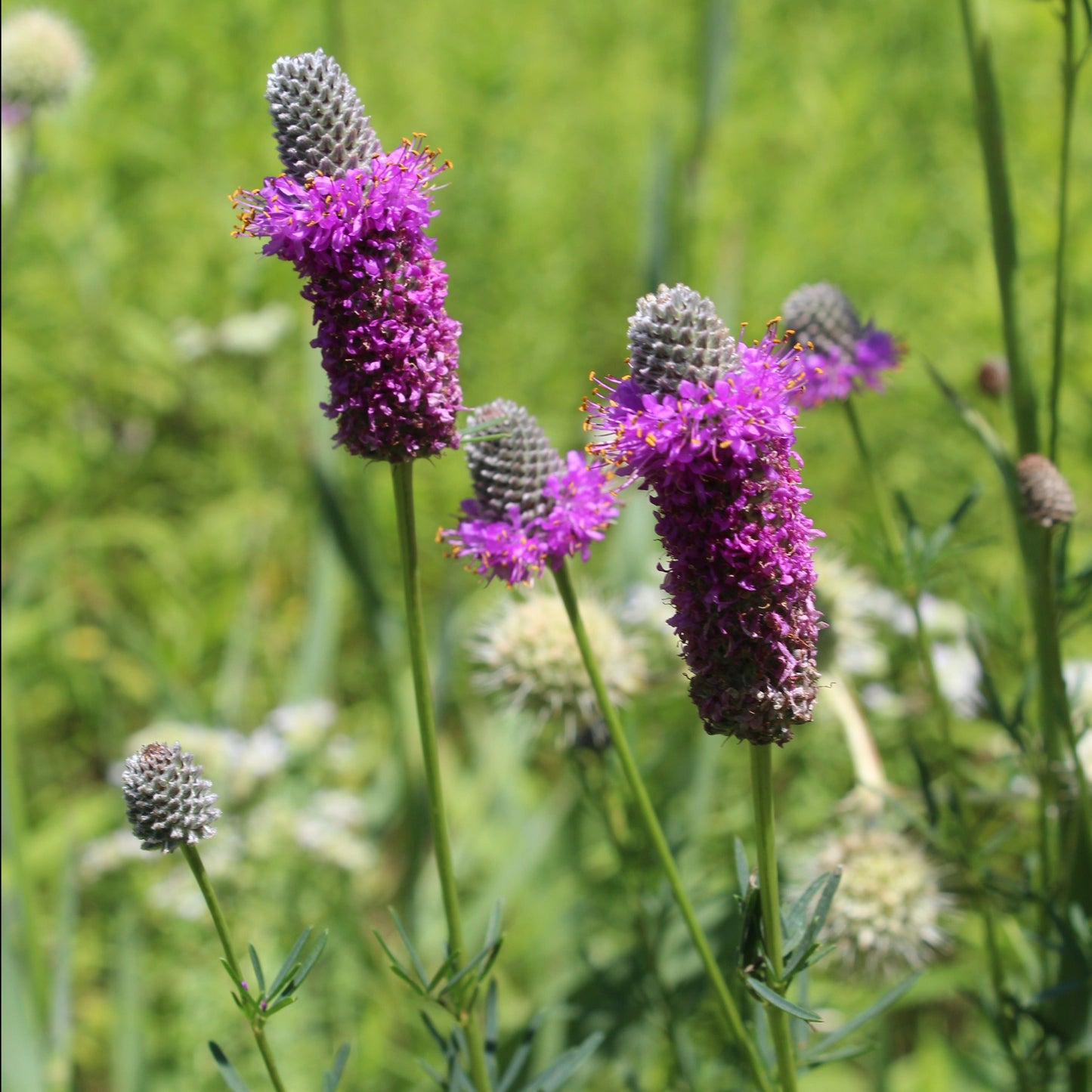 Clover, Purple Prairie (Dalea purpurea)