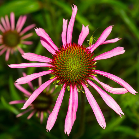 Echinacea angustifolia (Echinacea angustifolia)