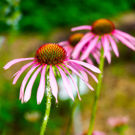 Echinacea angustifolia (Echinacea angustifolia)