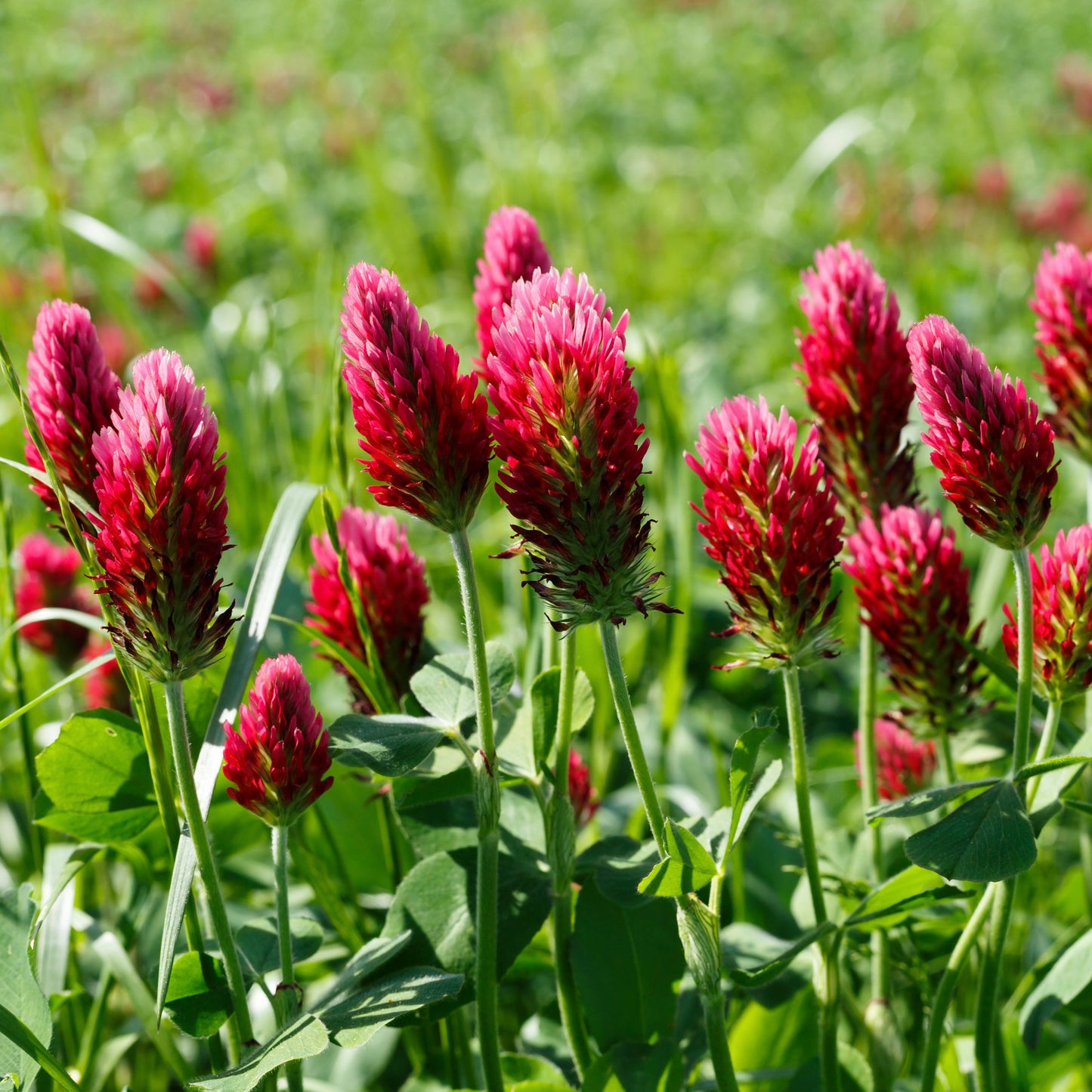 Clover, Crimson (Trifolium incarnatum)