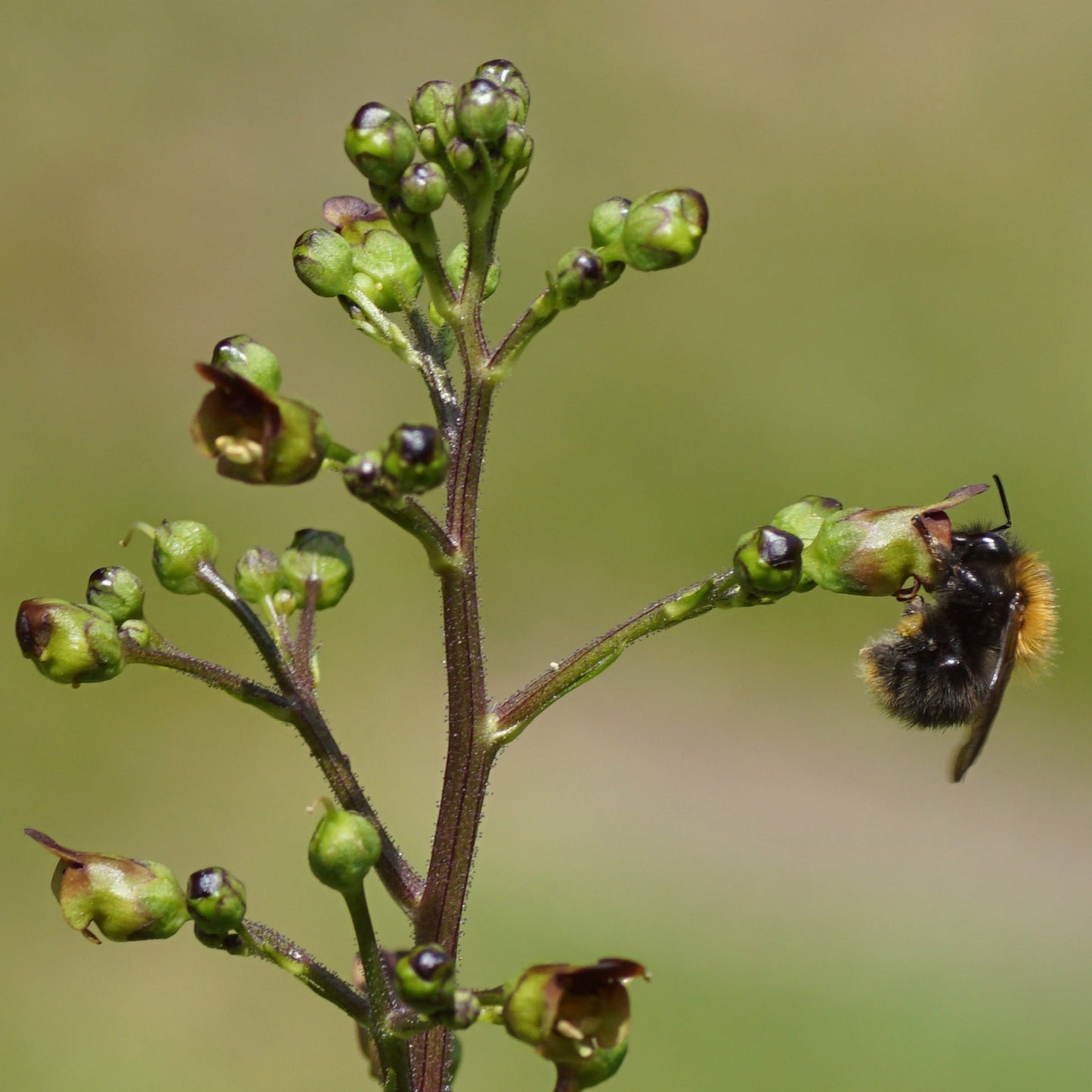 Figwort (Scrophularia nodosa)