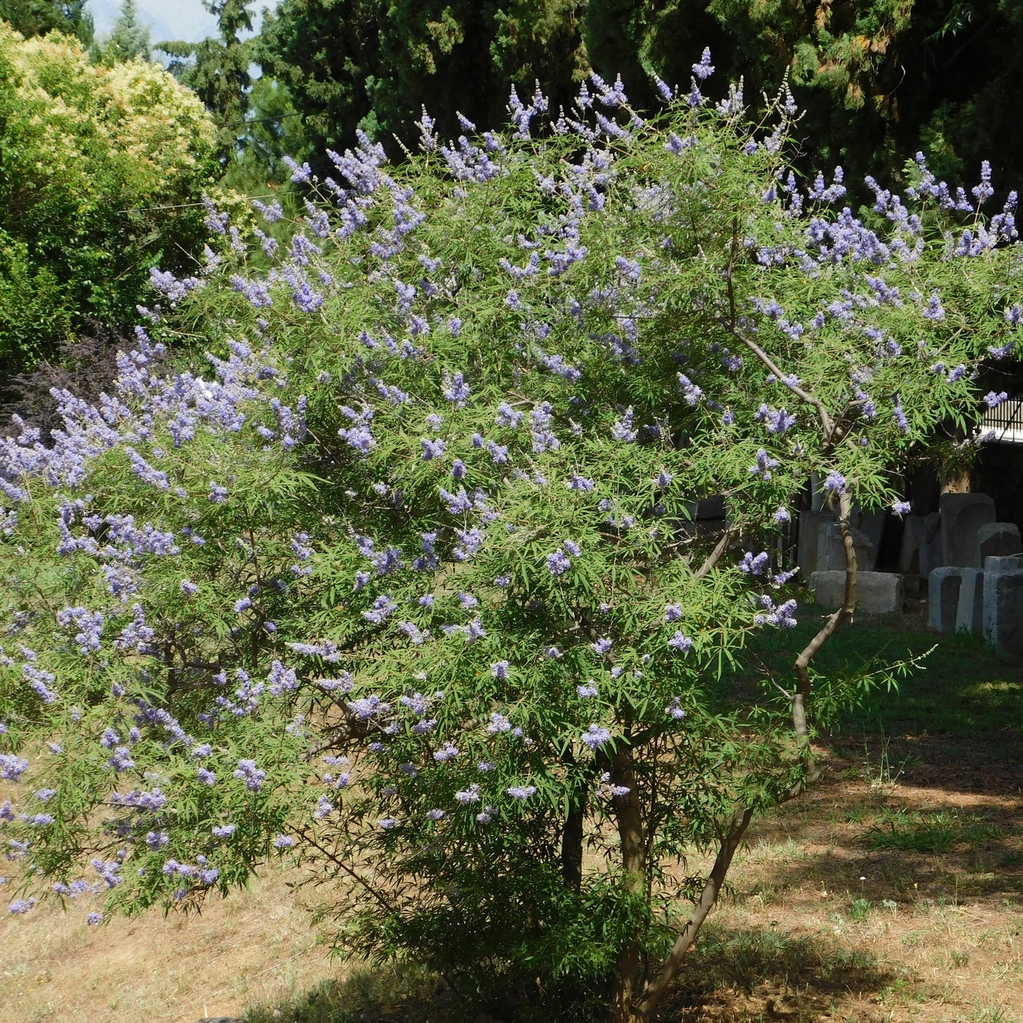 Chaste Tree aka. Vitex (Vitex agnus-castus)