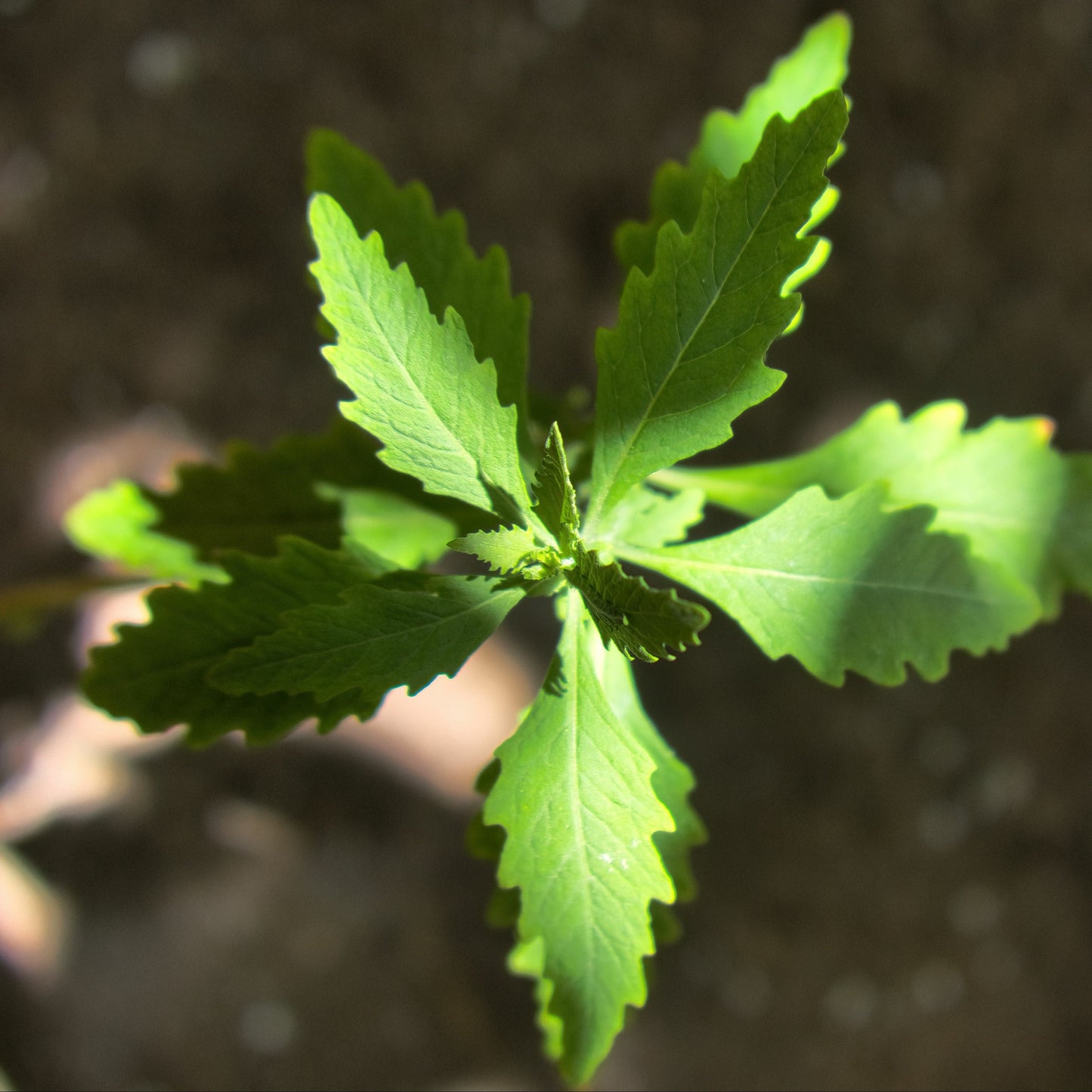 Epazote aka. Mexican Tea (Dysphania ambrosioides)