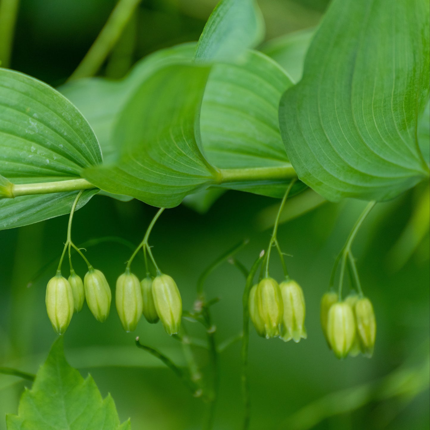 Solomon's Seal (Polygonatum biflorum)