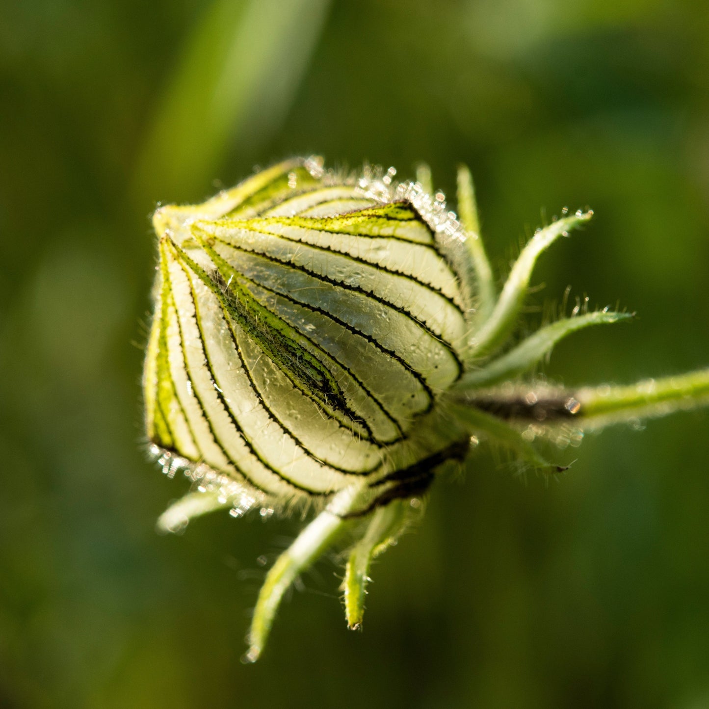 Kenaf aka. Fiber Hibiscus (Hibiscus cannibinus)