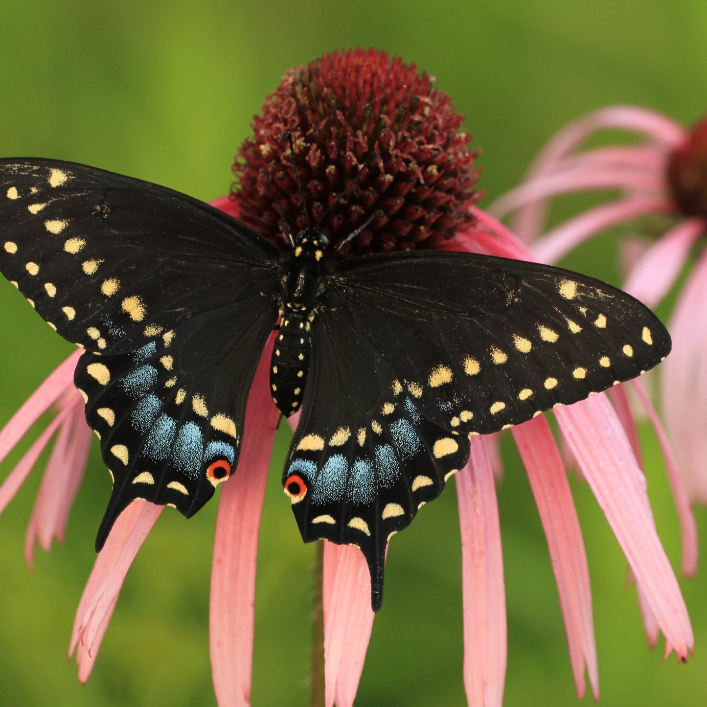 Echinacea pallida (Echinacea pallida)