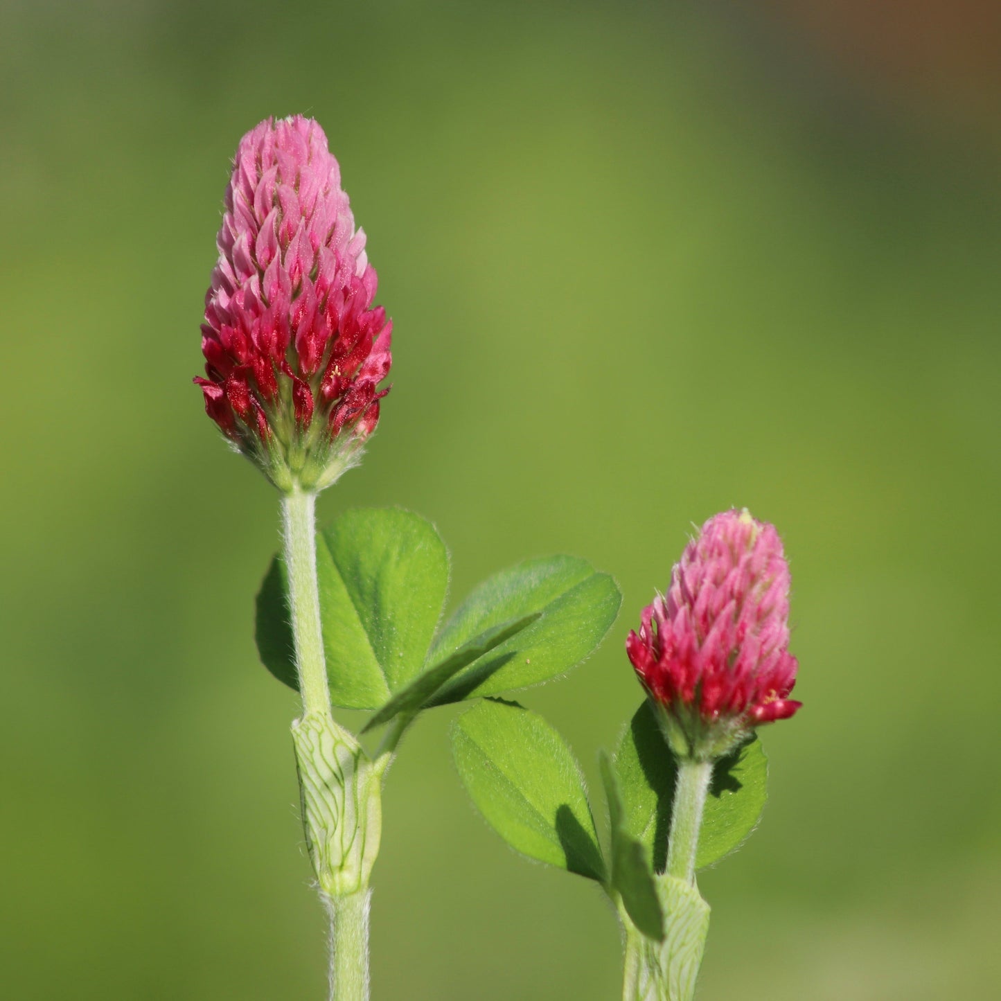 Clover, Crimson (Trifolium incarnatum)