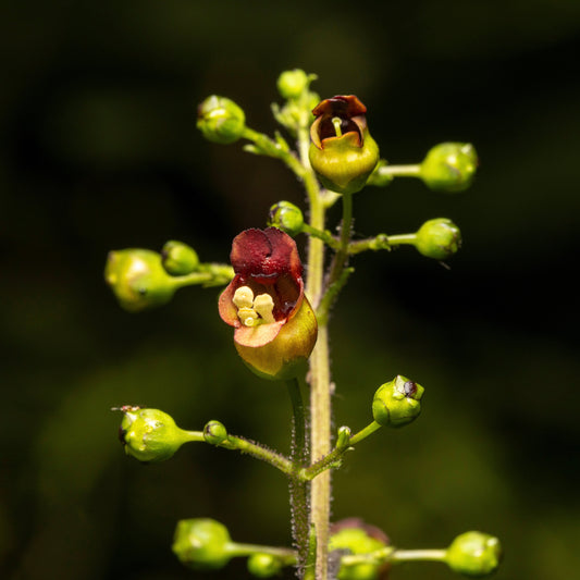 Figwort (Scrophularia nodosa)