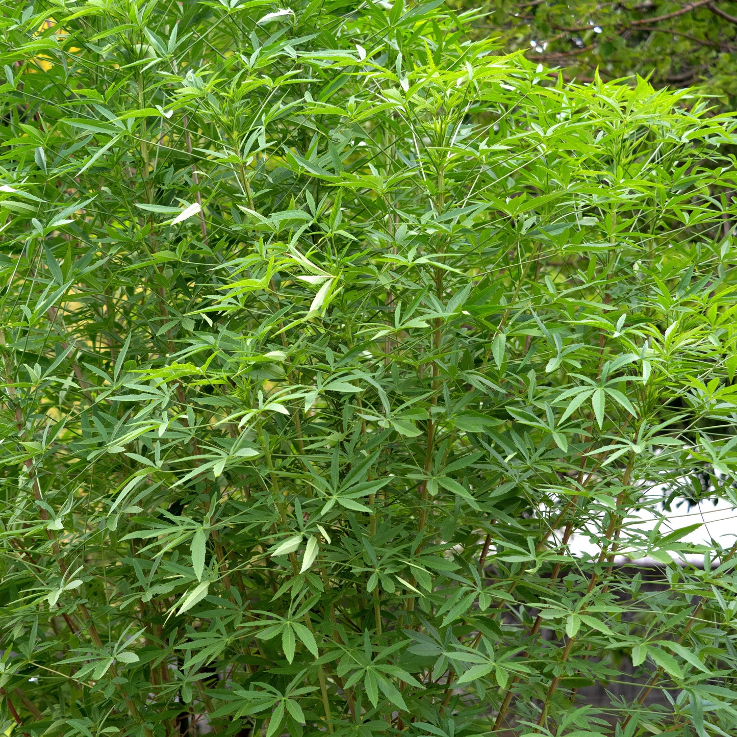 Kenaf aka. Fiber Hibiscus (Hibiscus cannibinus)