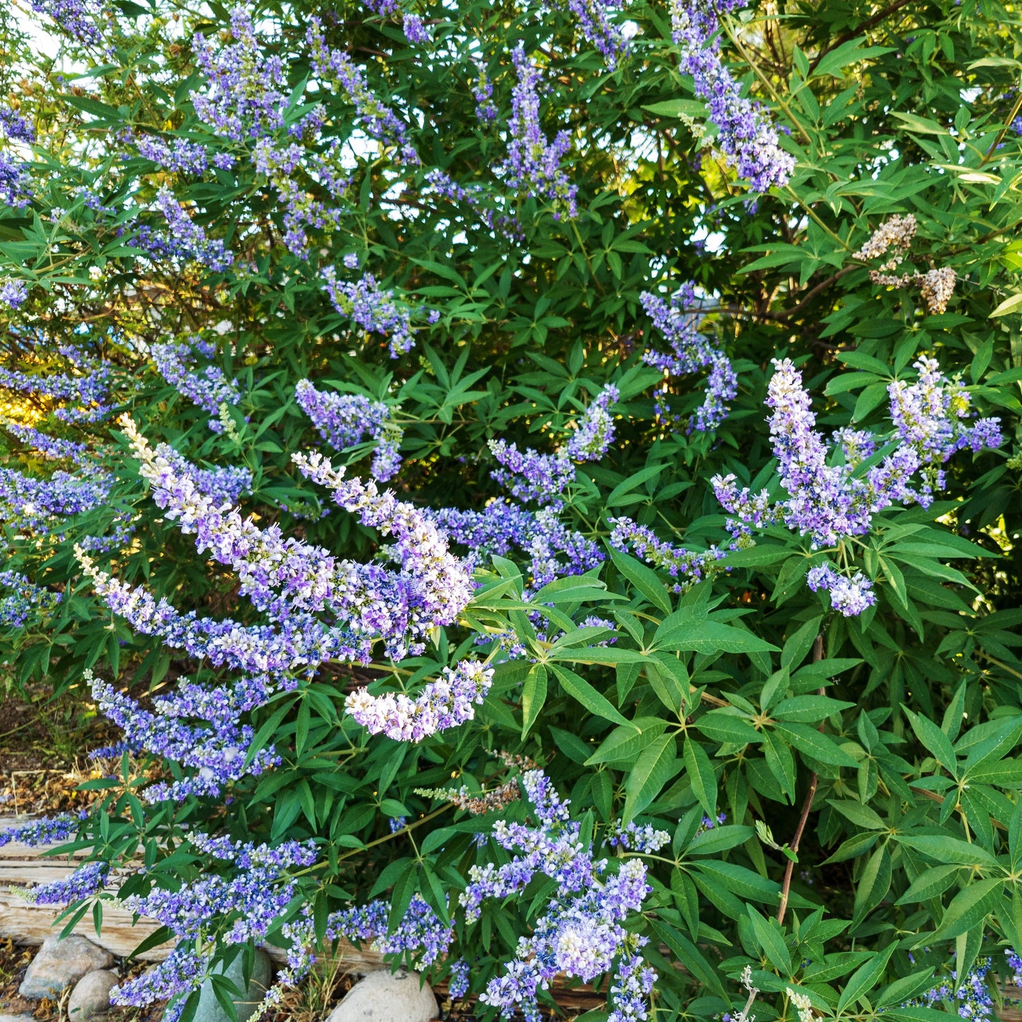 Chaste Tree aka. Vitex (Vitex agnus-castus)