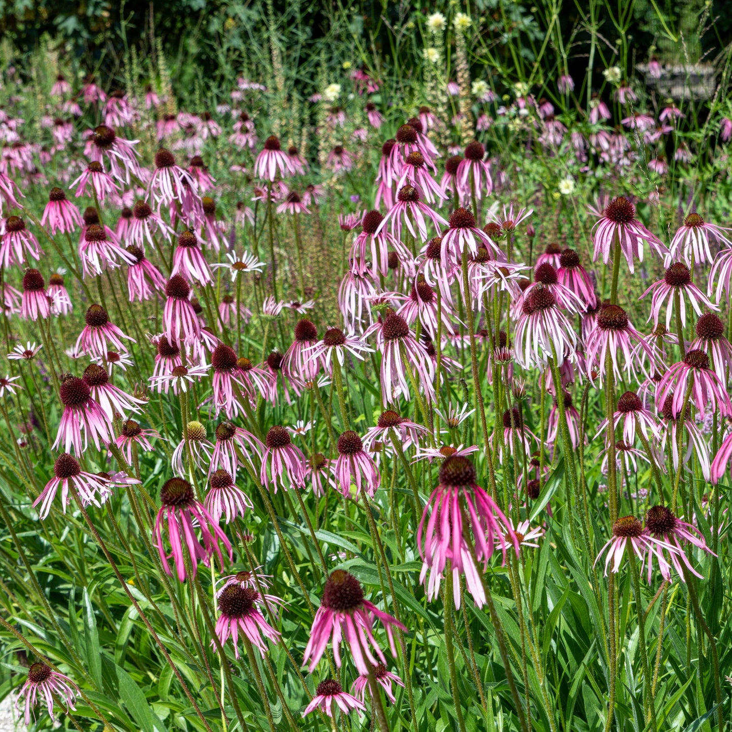 Echinacea pallida (Echinacea pallida)