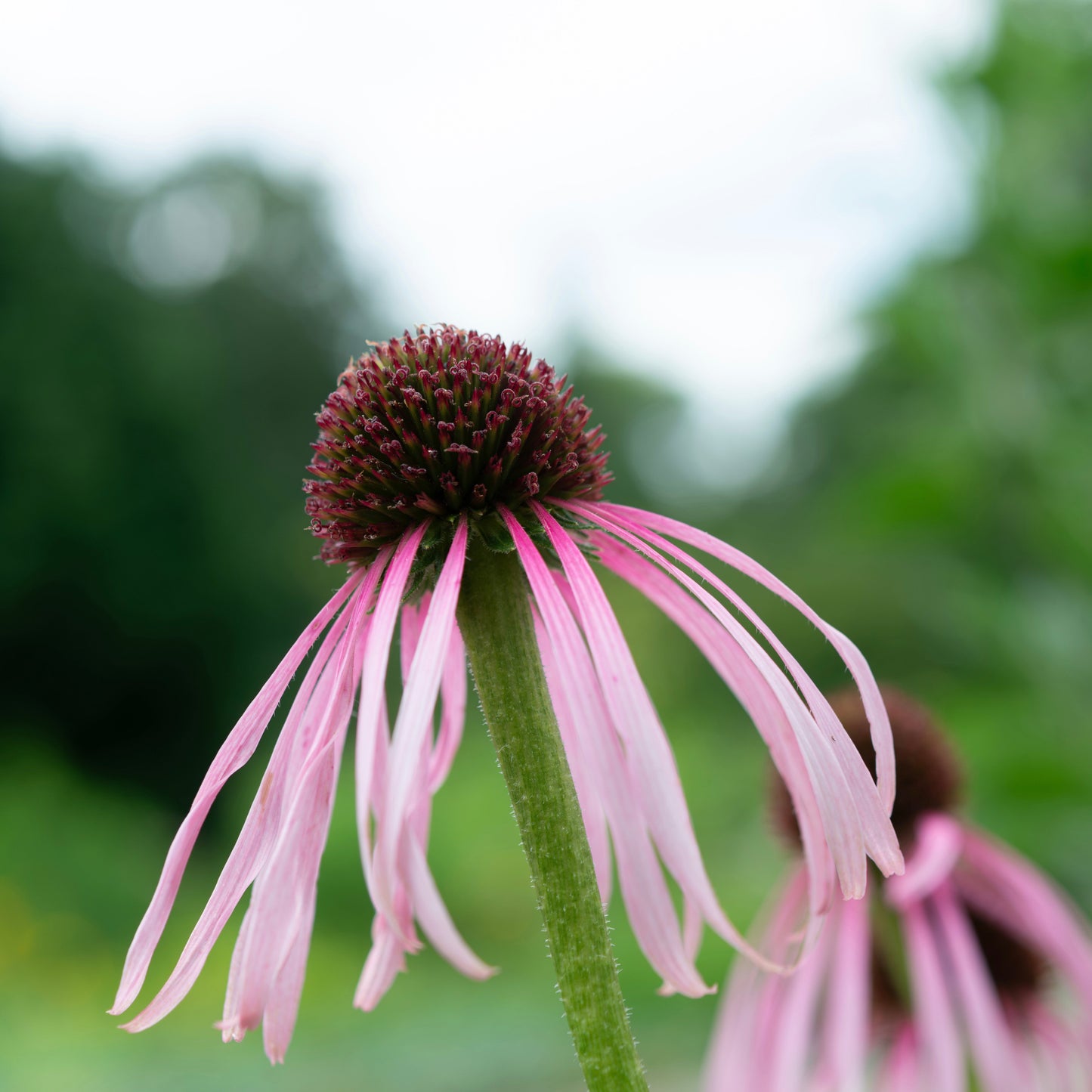 Echinacea pallida (Echinacea pallida)