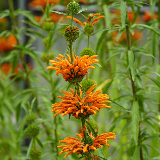 Cordao aka. Klip Dagga (Leonotis nepetifolia)