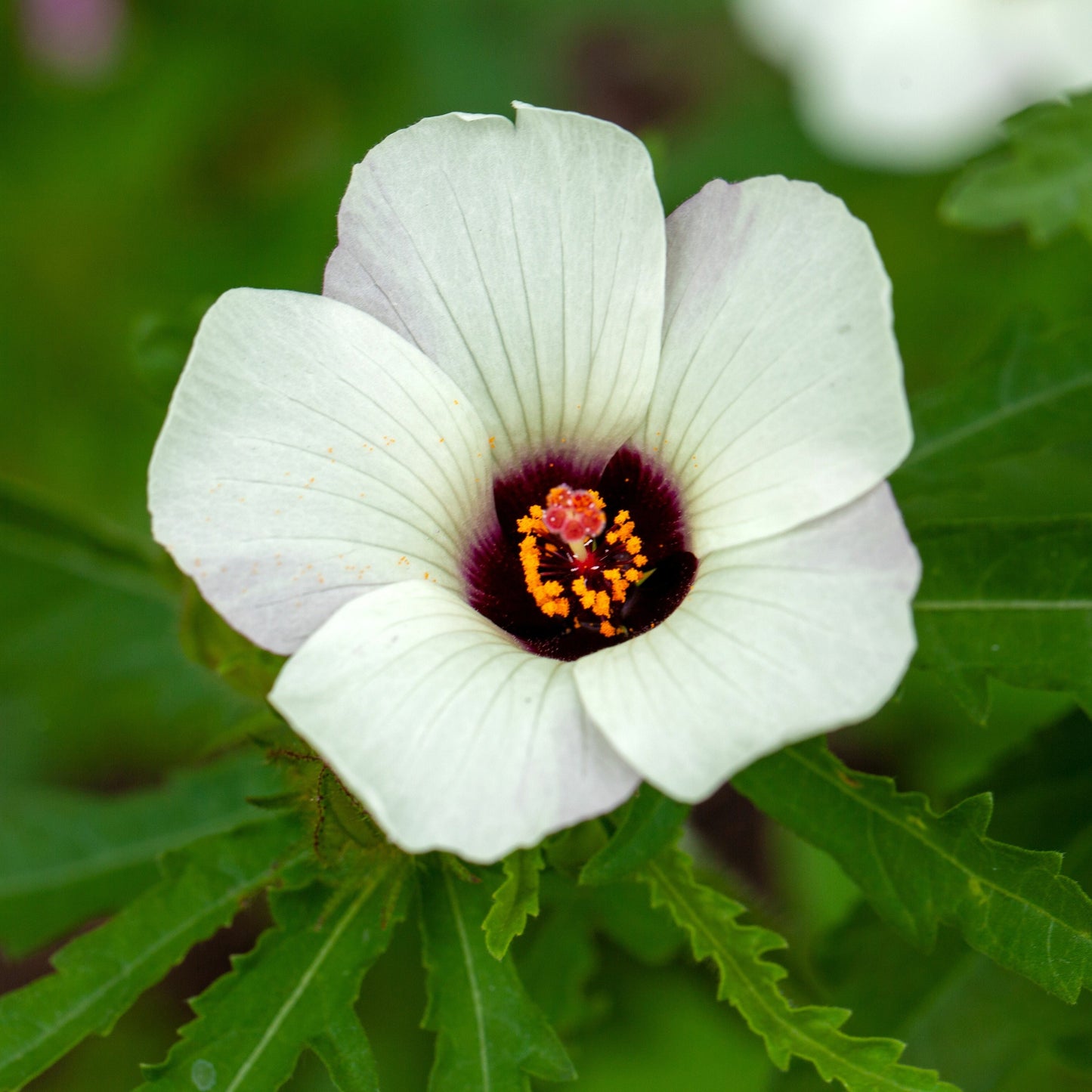 Kenaf aka. Fiber Hibiscus (Hibiscus cannibinus)