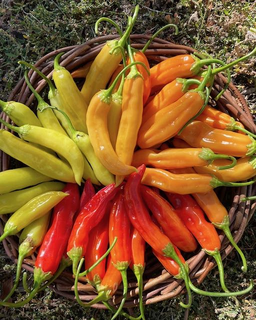 Aji Marchant Pepper