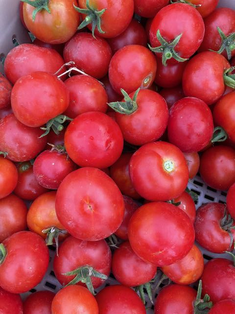 Alaska Tomato