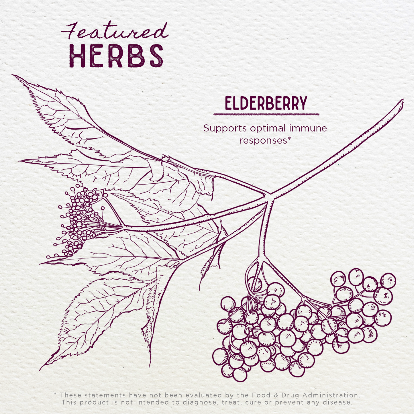 Elderberry