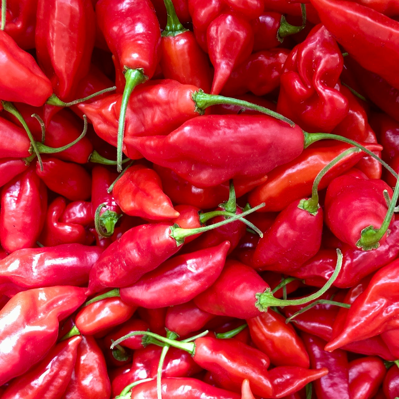 CAP 455 Pepper