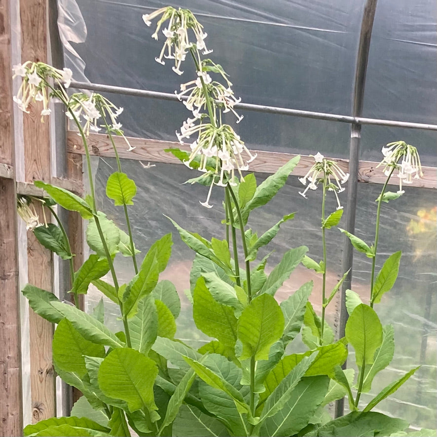 Nicotiana, Jasmine (Nicotiana alata)