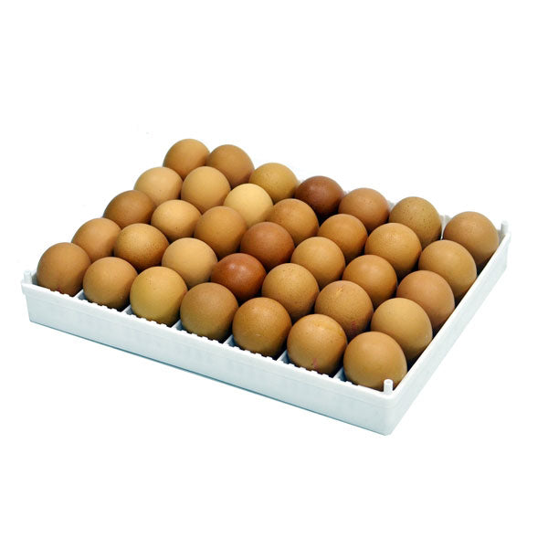 Flexy35 Egg Setter Tray with Separators