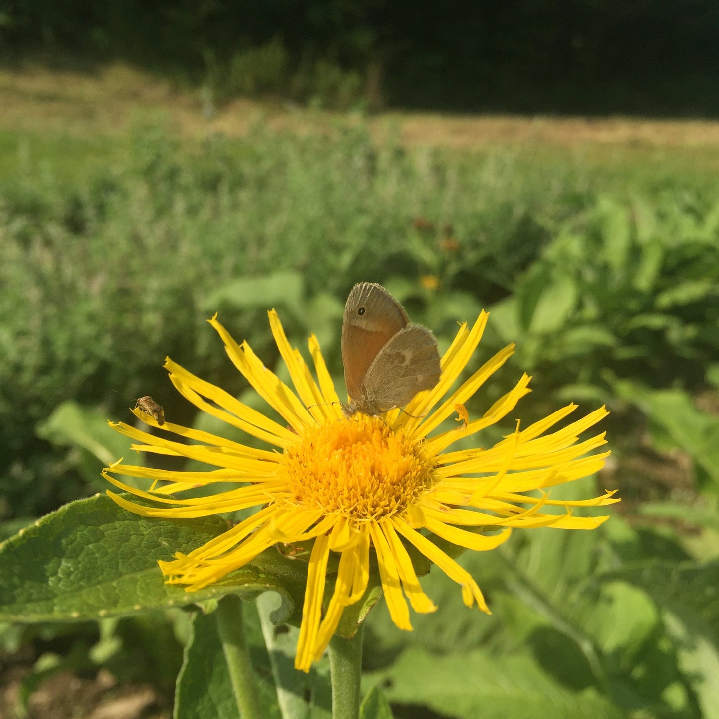 *Medicine Garden Collection* ("Be Well Stocked")