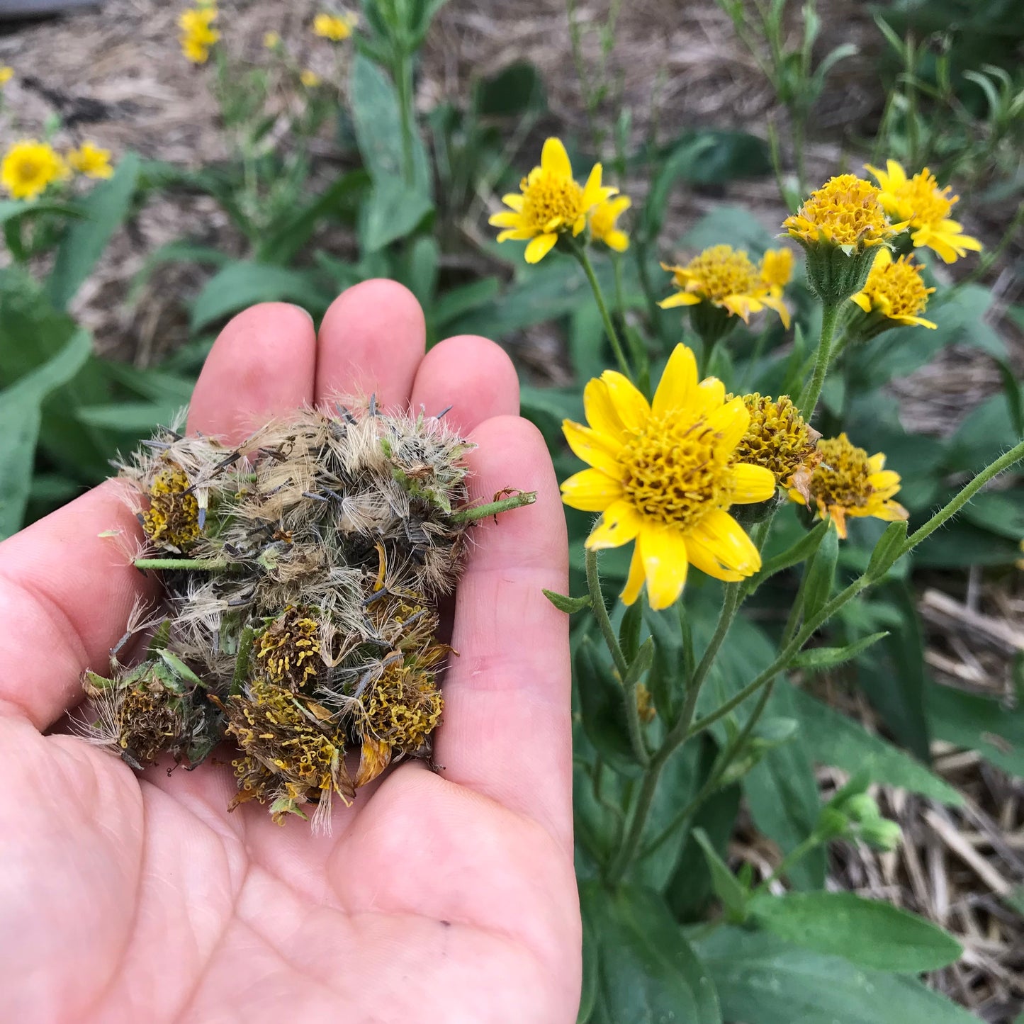 *Medicine Garden Collection* ("Be Well Stocked")