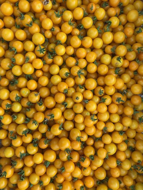Galina Tomato