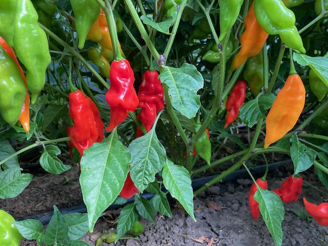 Hot Paper Lantern Pepper