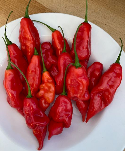 Hot Paper Lantern Pepper