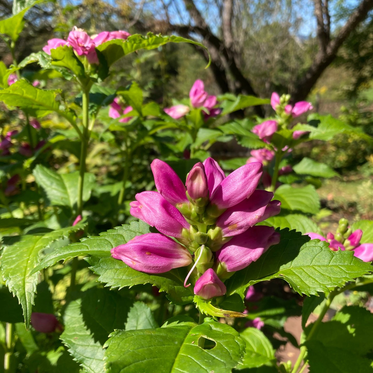 Turtlehead, Pink (Chelone lyonii)