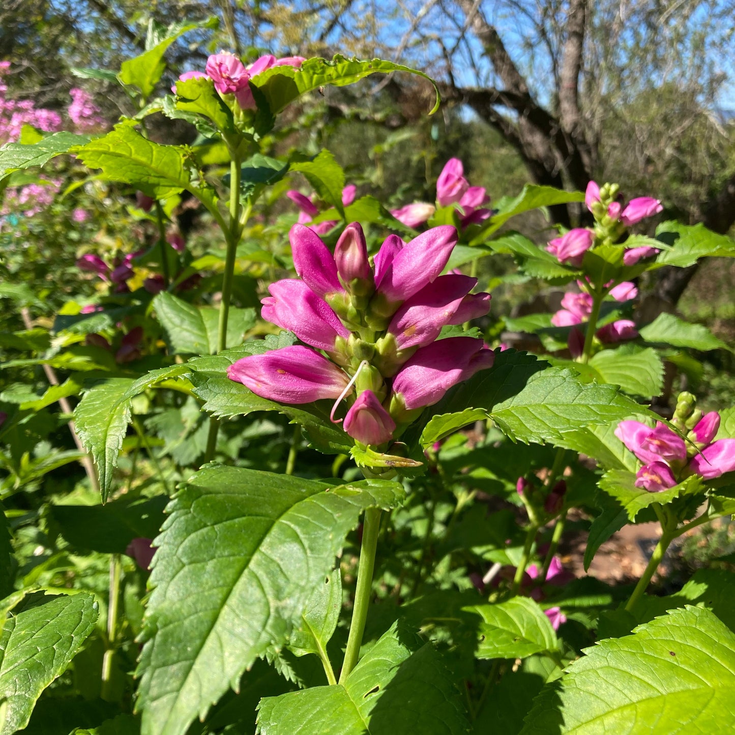 Turtlehead, Pink (Chelone lyonii)